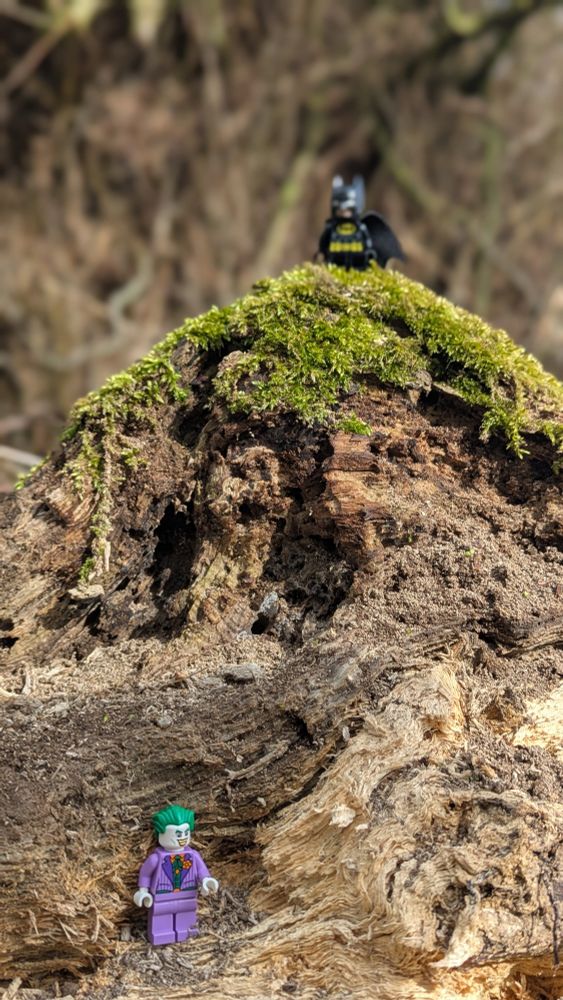 Lego batman and joker on a fallen tree