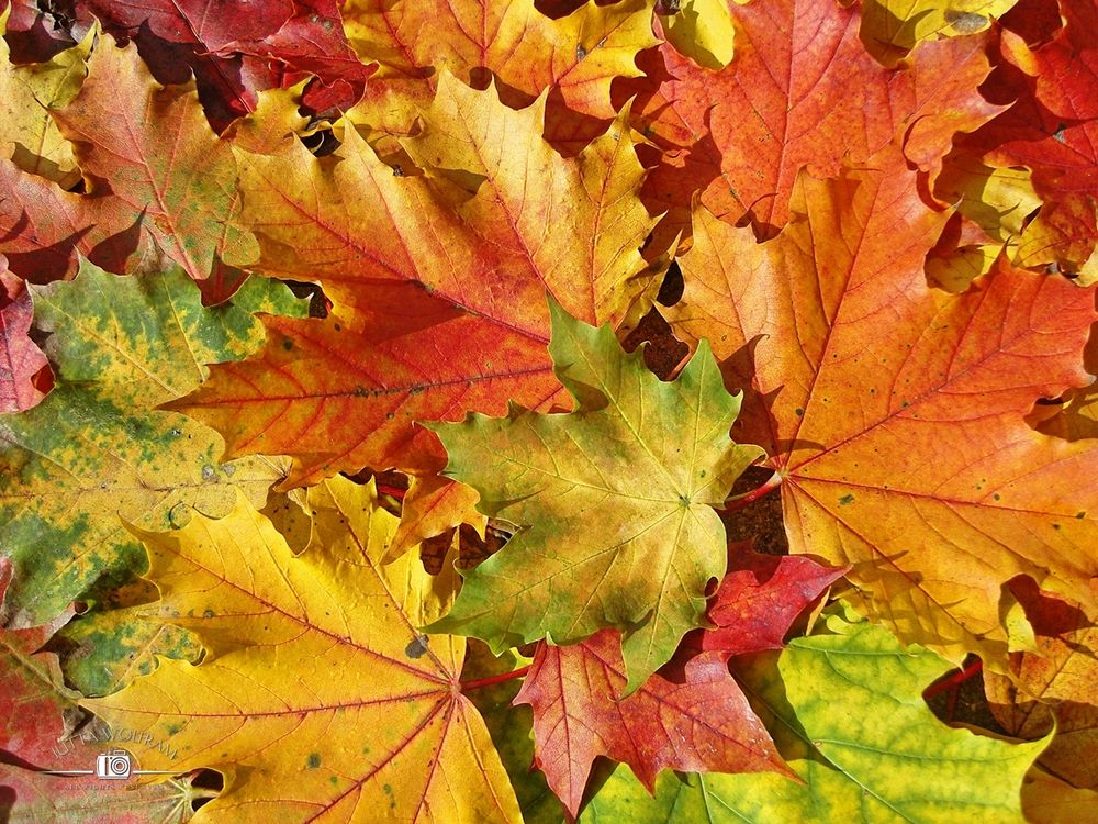 Viele herabgefallene Blätter in bunten Herbstfarben habe ich auf dem Pflaster der Terrasse nach Farben angeordnet.