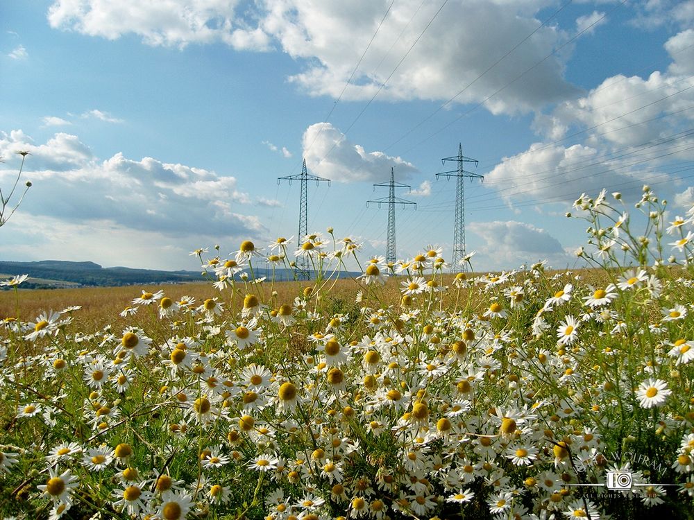 Im Vordergrund eines Feldes blühen massenhaft weiße Blümchen. Weiter hinten sind in der Mitte drei Strommasten nebeneinander zu sehen. In der Ferne am Horizont sieht man Berge. Über allem ist blauer Himmel mit vielen fluffigen weißen Wolken.