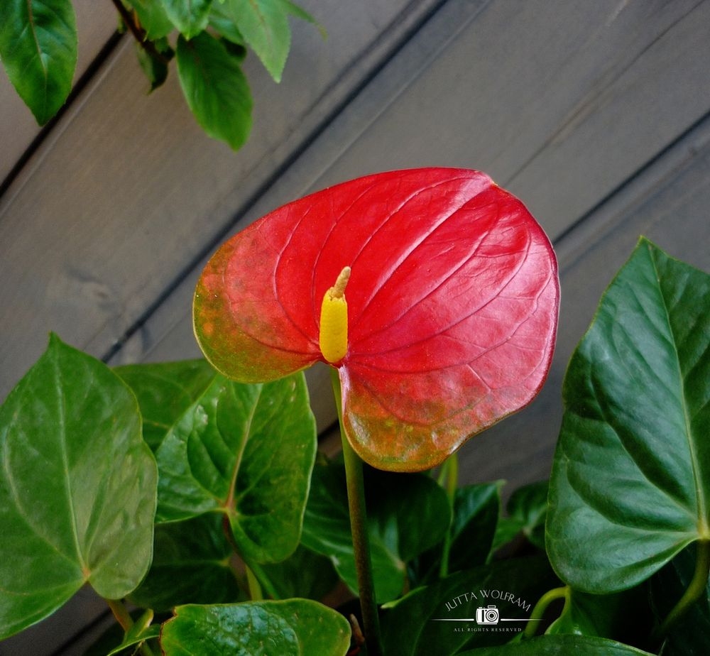 Die rote Blüte einer Anthurie in der typischen Herzform überragt die ebenfalls herzförmigen grünen Blätter.