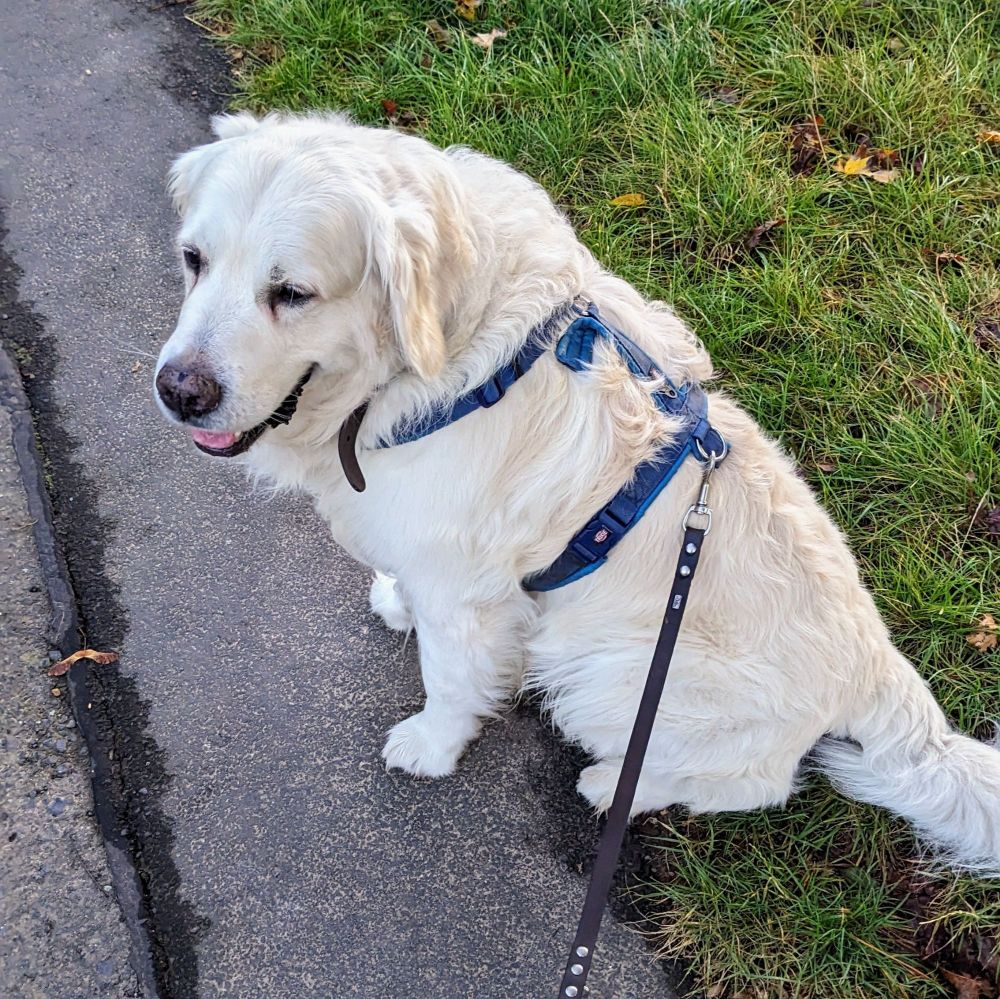 Foto eines Golden Retriever