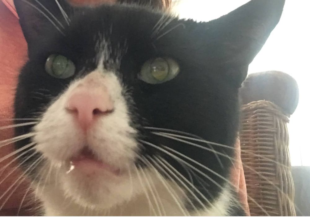 Cat selfie of a tuxedo cat