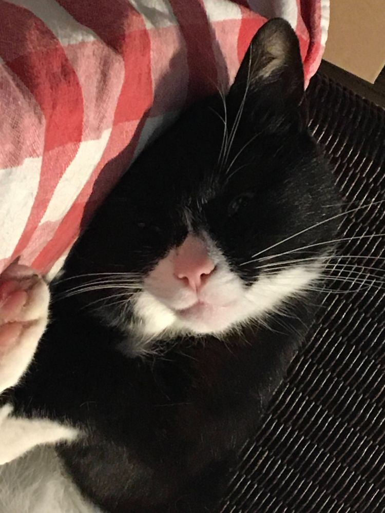 Cat lying on a chair