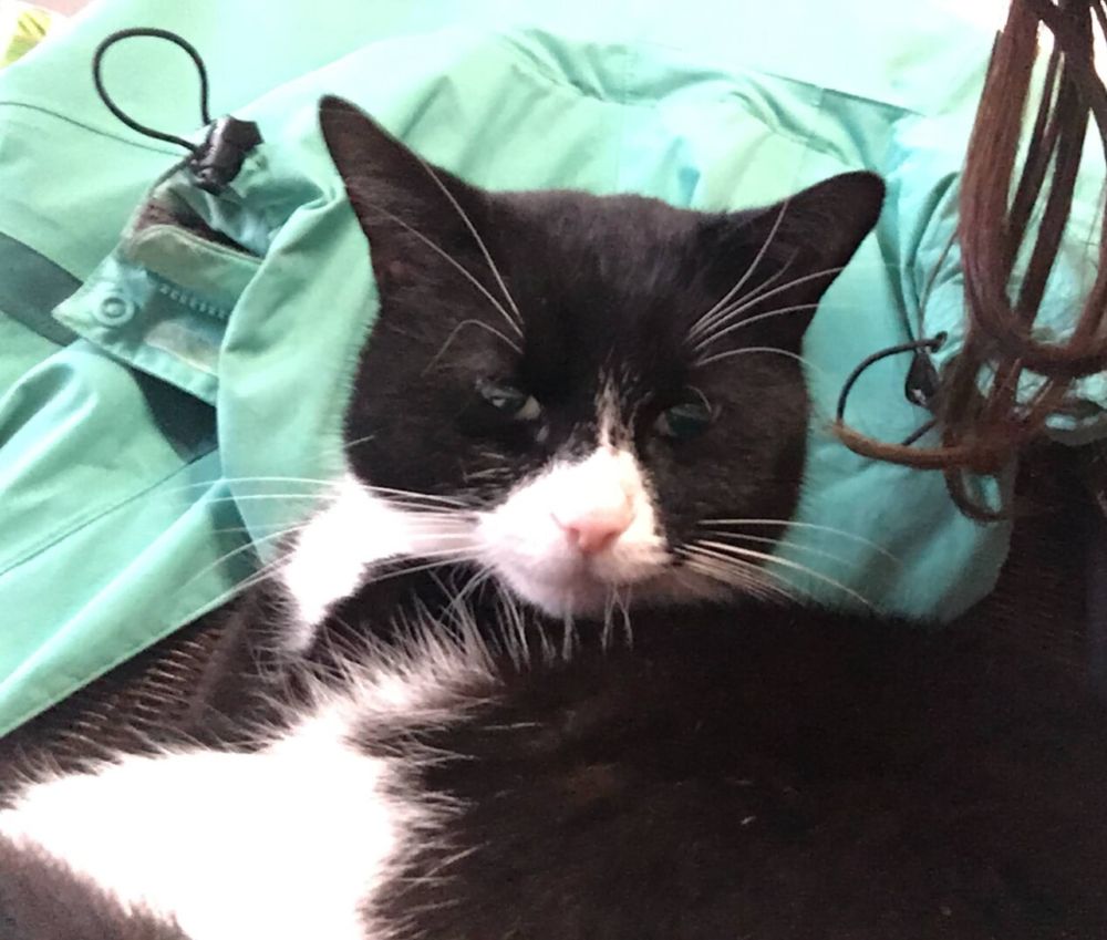 Cat posing for a cat selfie