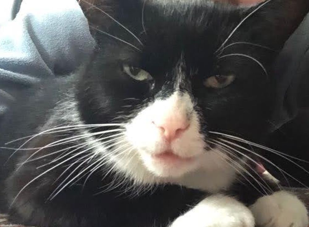 Black-and-white cat posing for a selfie