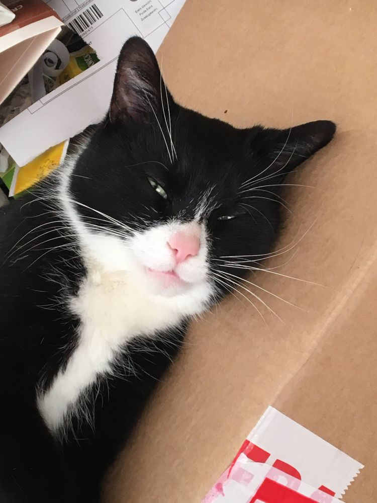 Cat lying on a paper box