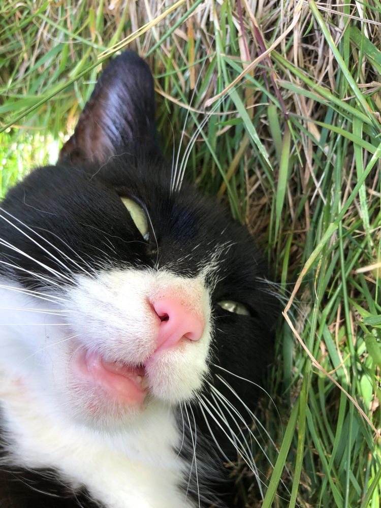 Happy cat on the grass