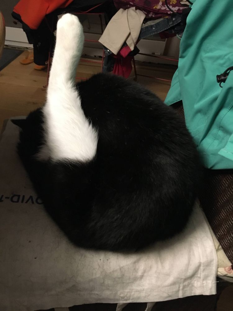 Cat in a weird position like a yoga pose