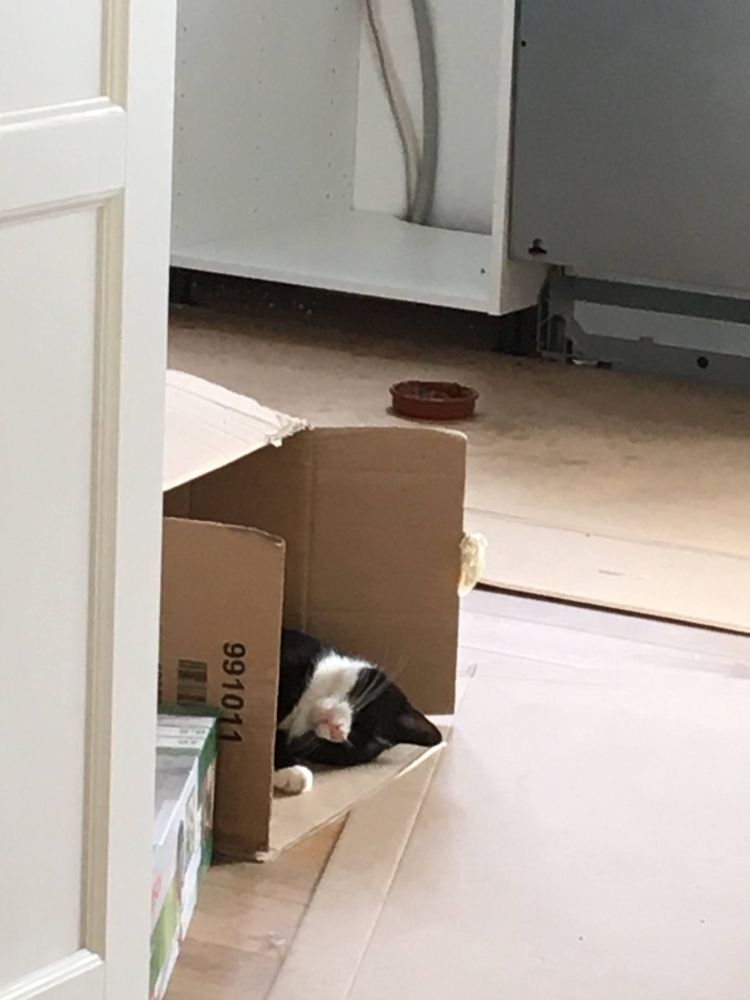 Black-and-white cat sleeping in a box