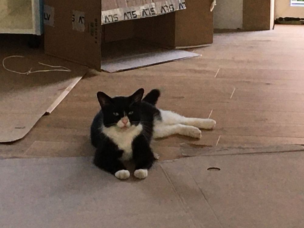 Black-and-white cat lying on the floor