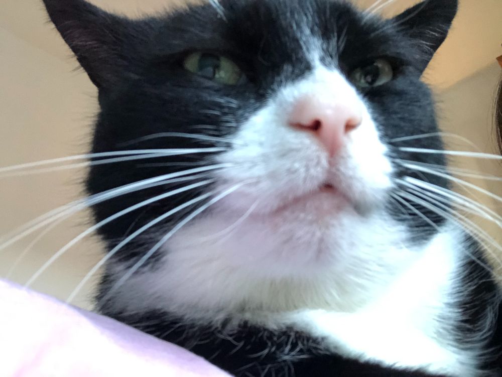 Selfie of a black and white cat