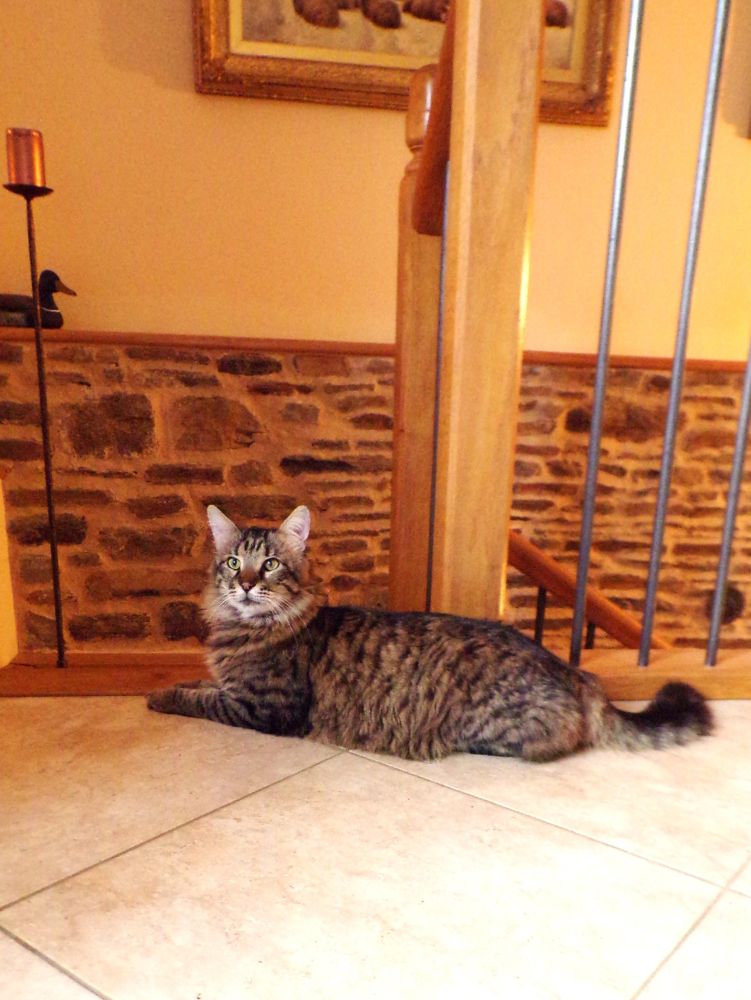 Alert brown tabby tigré cat lying across the top of wooden stairs with metal balusters. Behind him is a half-height stone wall. 