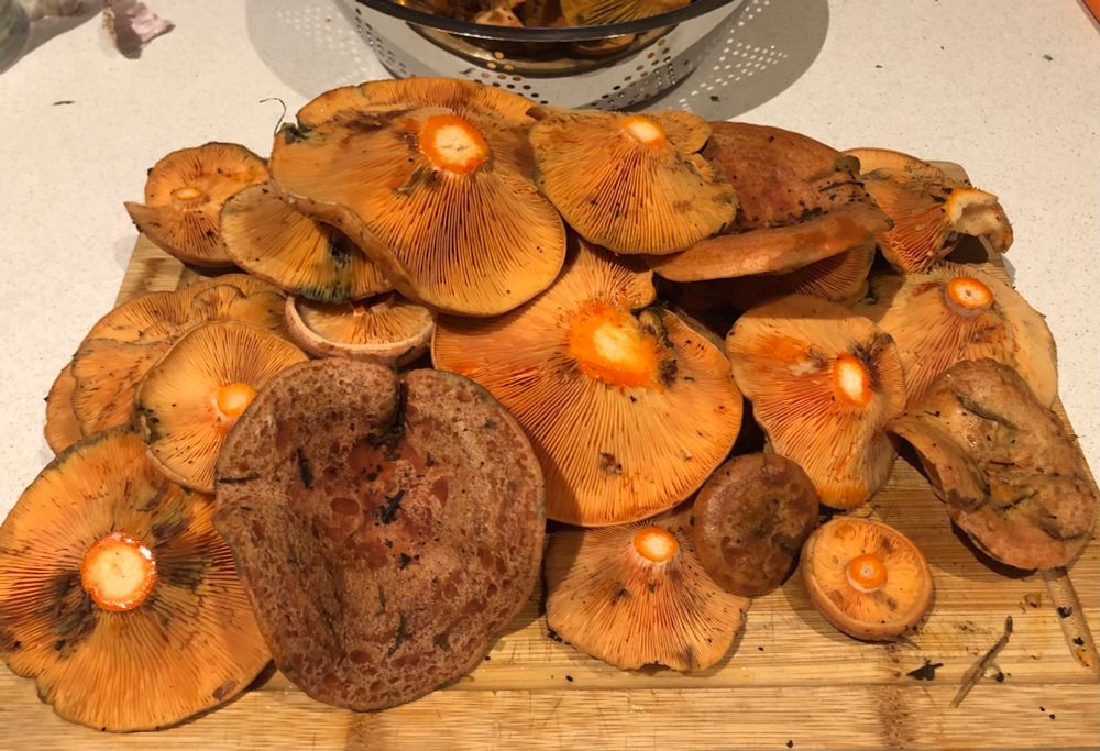 Saffron Milkcap mushrooms (lactarius deliciosus). Free if you know where to look.