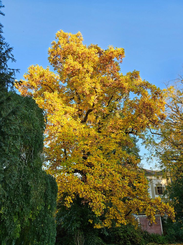 Herbstlich gelber Baum im Sonnenlicht vor blauem Himmel.