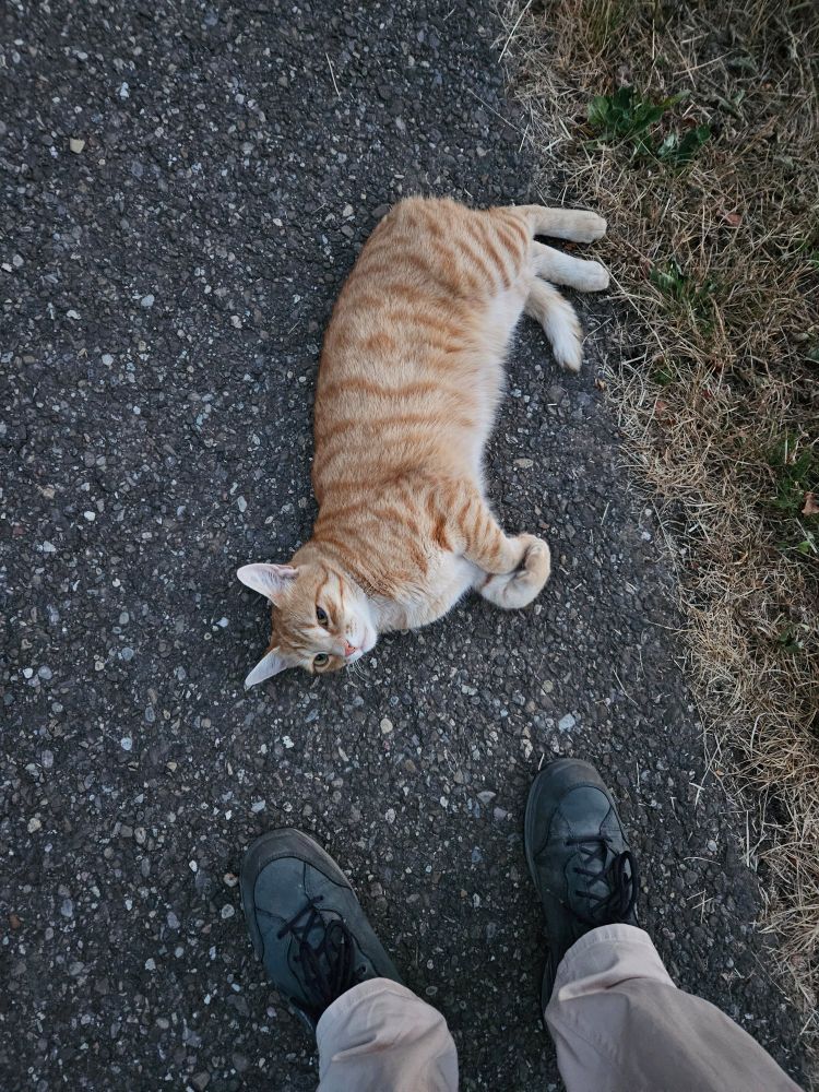 Orange cat outdoors, lying on the ground preparing to roll over and looking at the person taking the photo, from whom only the shoes are visible.