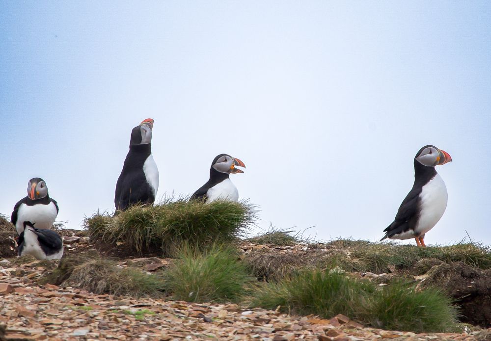 Puffins in elliston, Newfoundland 