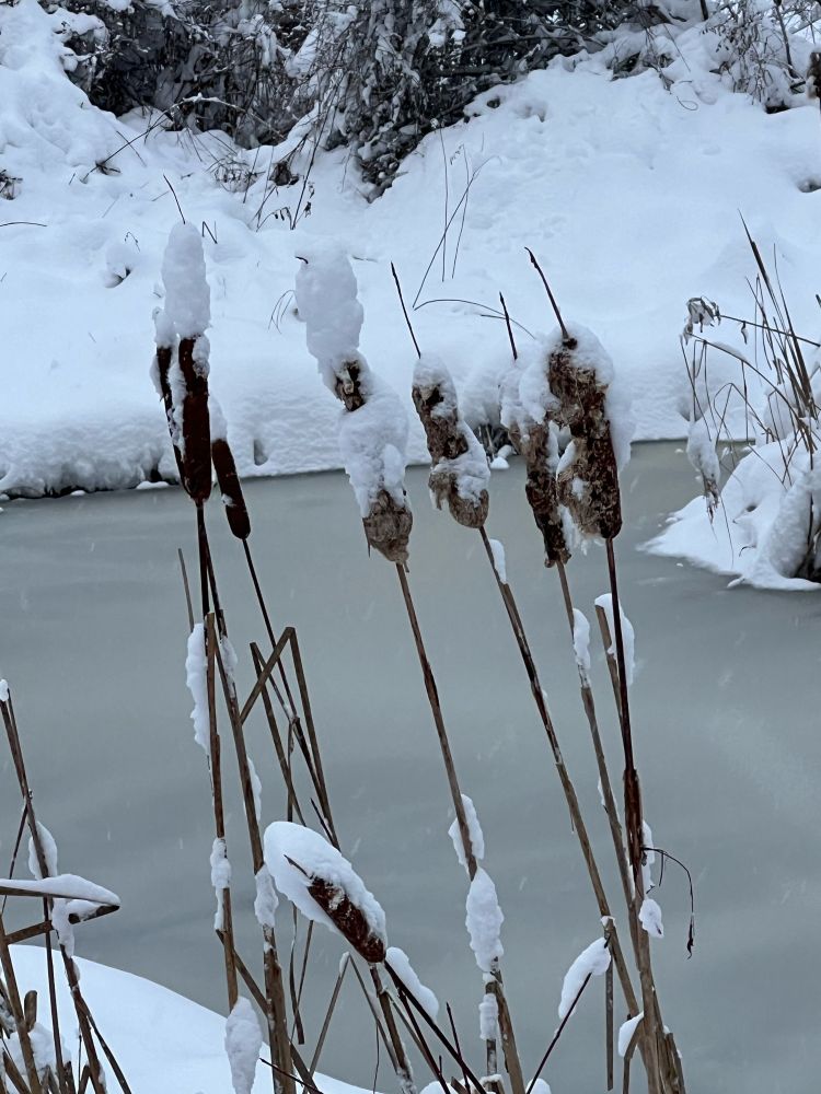 Cattails with snow hats