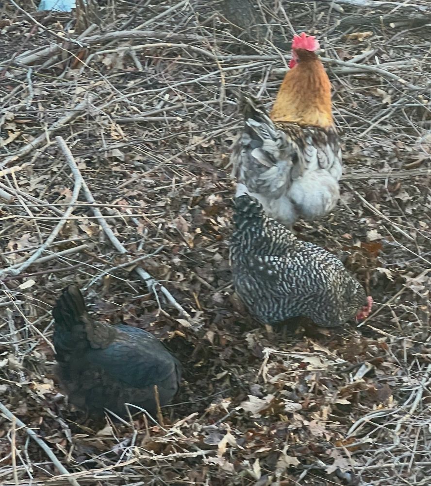 Black, speckled and multicolored chickens escaped from the neighboring farm to enjoy an afternoon out along the rail trail. I think the one at the top of the photo is the rooster. A very bad boy.