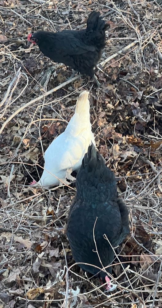 Black and white chickens escaped from the neighboring farm to enjoy an afternoon out along the rail trail.