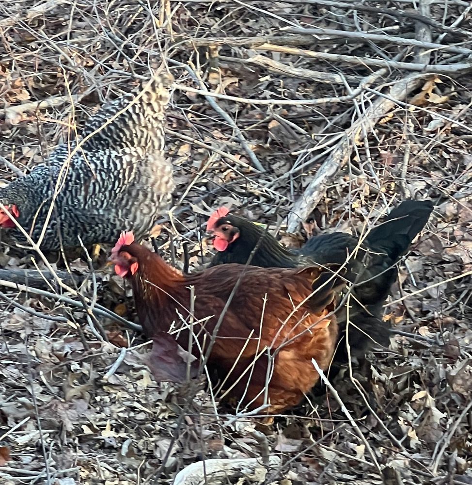 Some chickens escaped from the neighboring farm to enjoy an afternoon out along the rail trail.