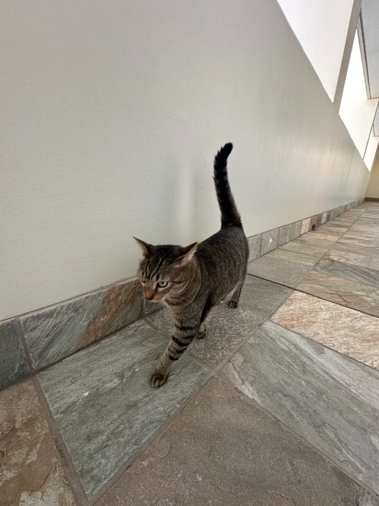 A light and dark brown female tabby with tan eyeliner (Luna) walks on grey and brown stone tiles in a hallway with white hallways. Her tail is standing straight up with a slight hook to her left. 