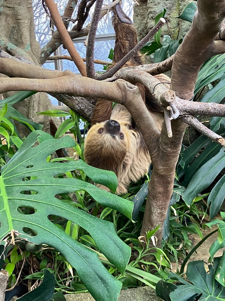 フタユビナマケモノが木にぶら下がっている写真。