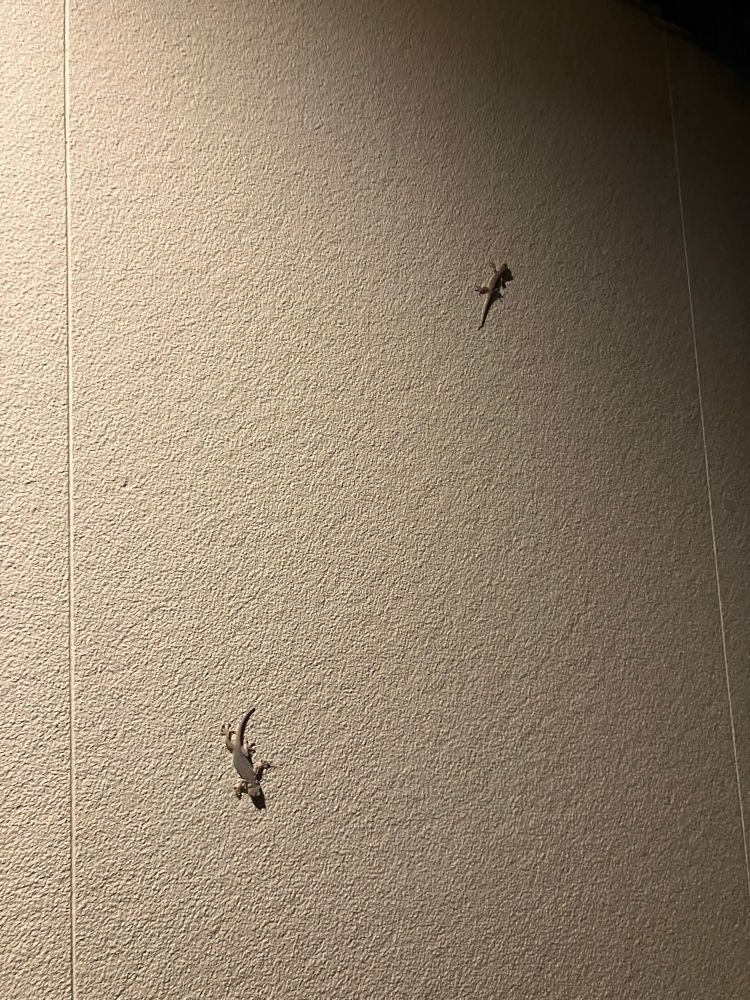 壁にヤモリが2匹はりついている写真