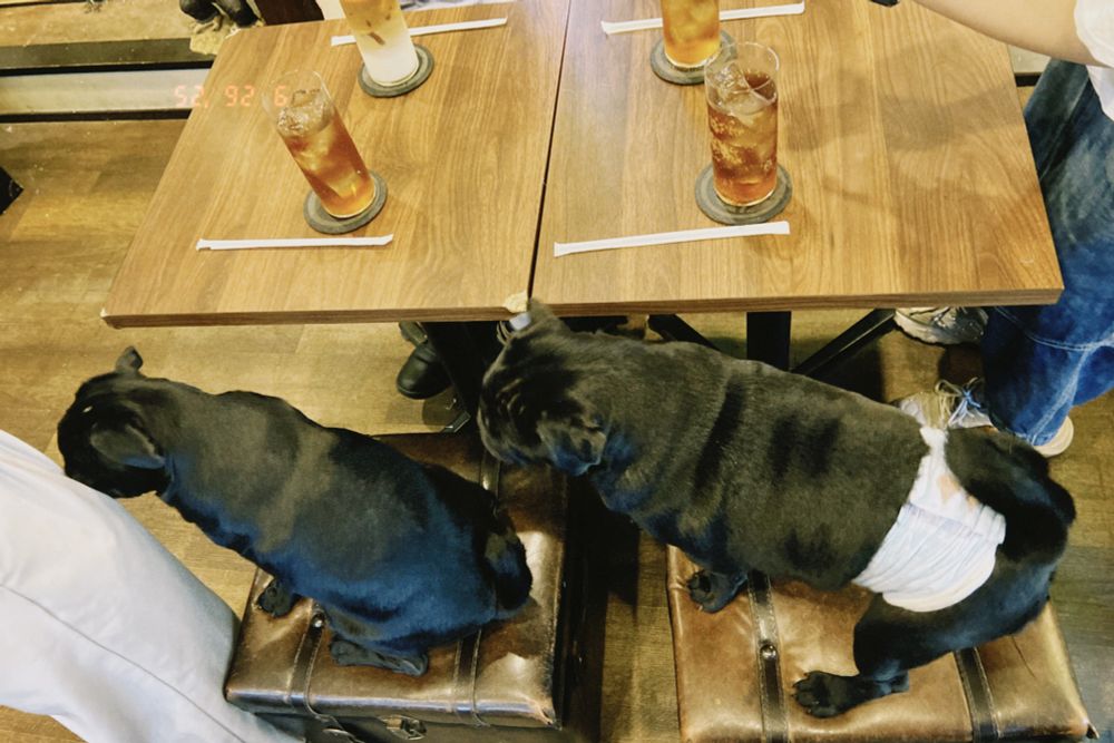 人間用の椅子2脚にパグが2匹乗っている写真