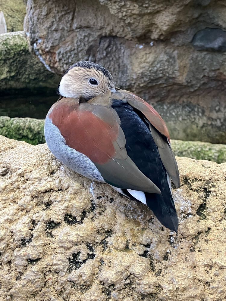 座っているクビワコガモの写真。