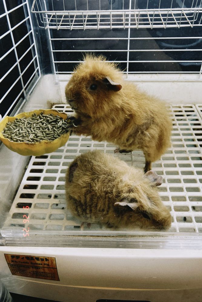 2匹のモルモット（テディ）の写真