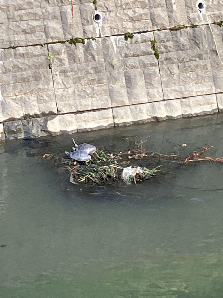 川の枝葉がたまった場所にカメが2匹いる写真