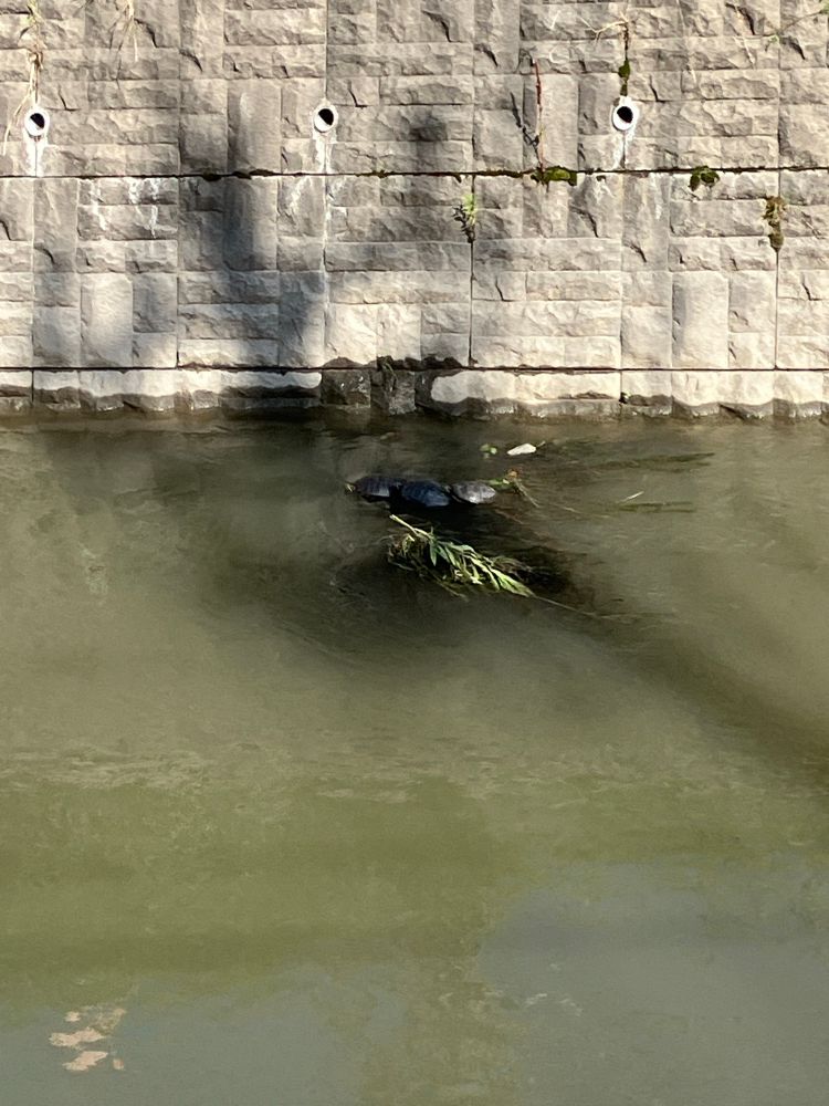 川の枝葉がたまった場所にカメが3匹いる写真