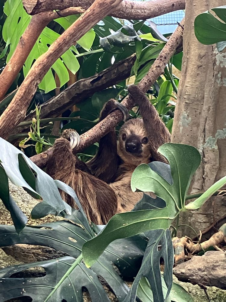フタユビナマケモノが木にぶら下がりこちらを見ている写真。