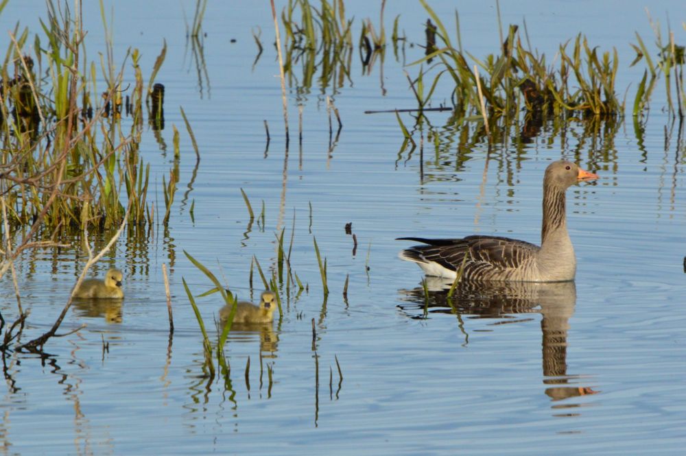 A mother goose and two fluffy little yellow goslings swimming in line.