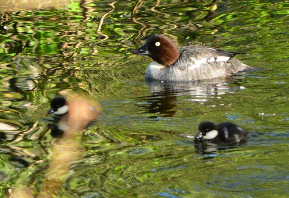 A female Goldeneye (mottled grey with brown head and black beak and yellow eyes) with two of her chicks (spotted black and white little fluffballs) swimming in a pond.