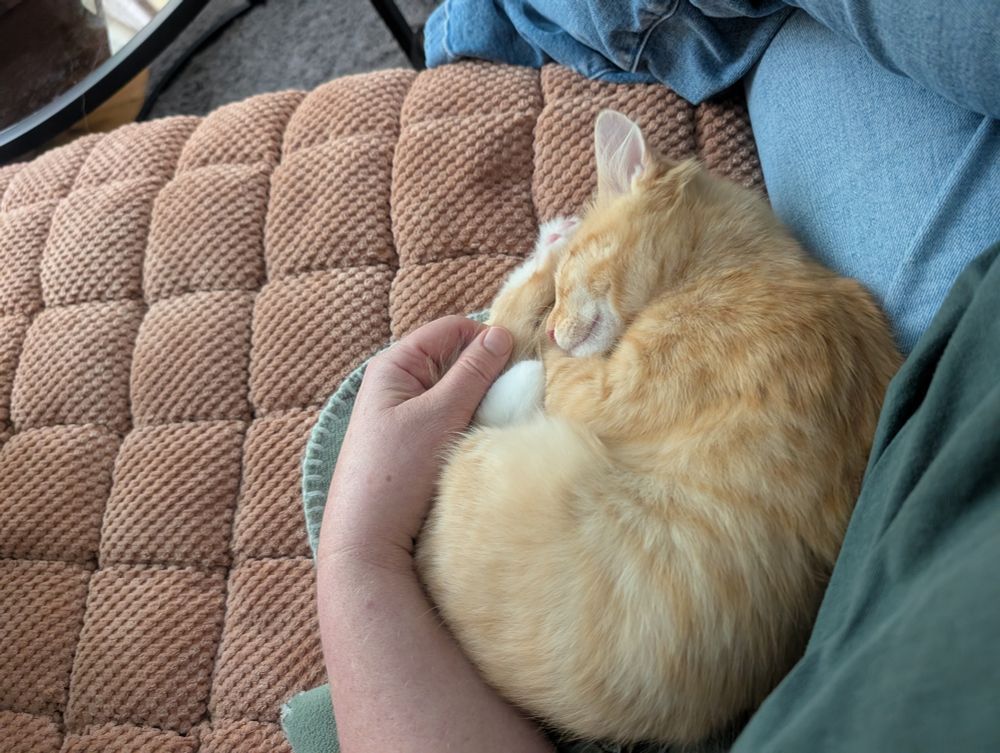 An orange kitten curled up in the crook of an arm on a couch