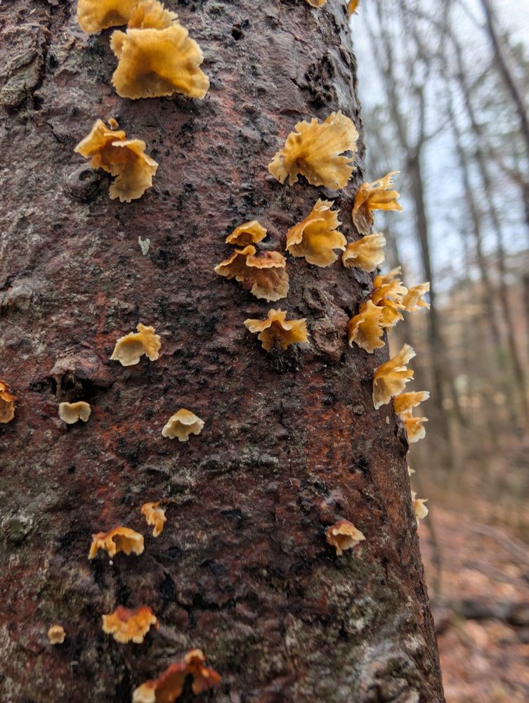 Small orange tan fungi on a tree