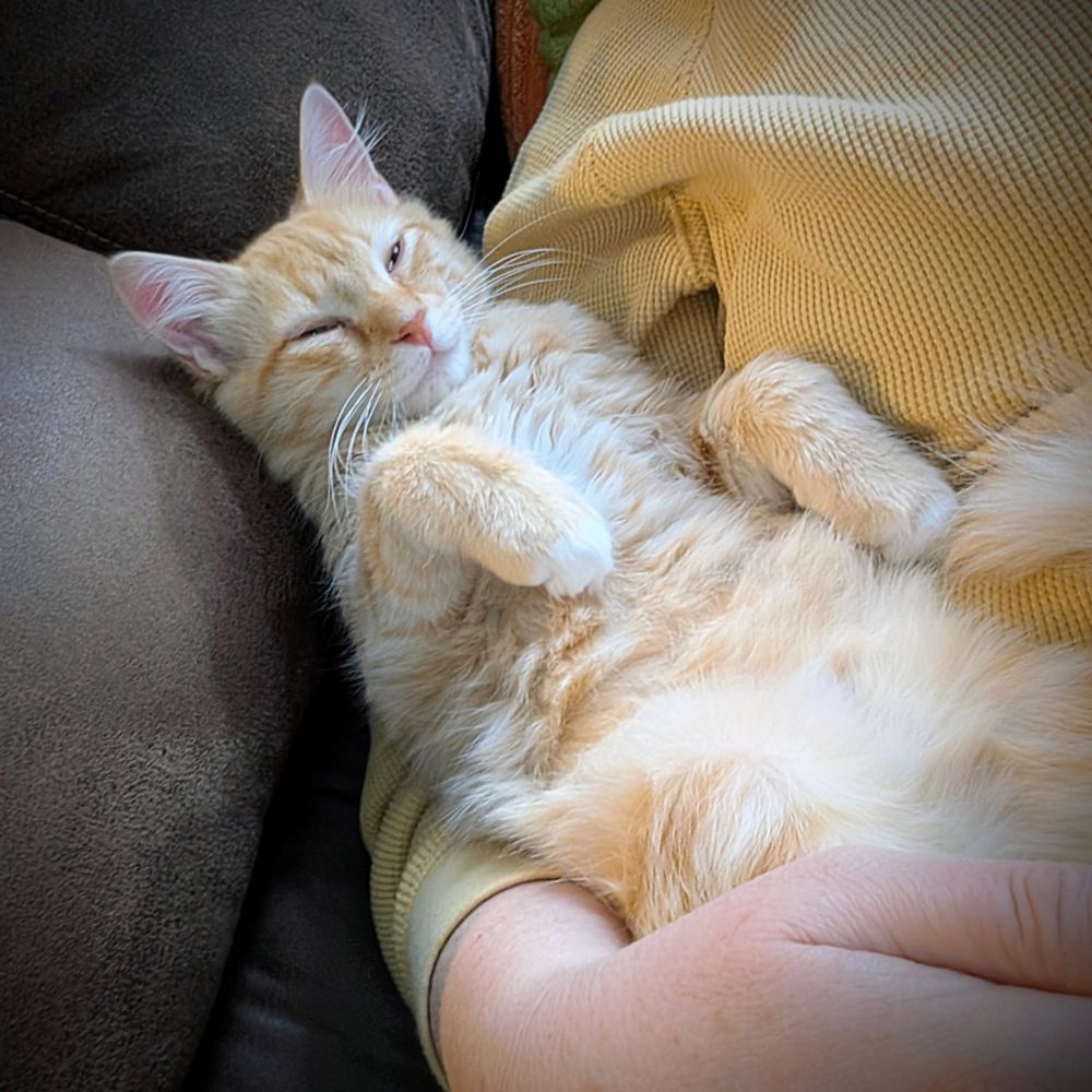 Orange tabby man snuggling on his back