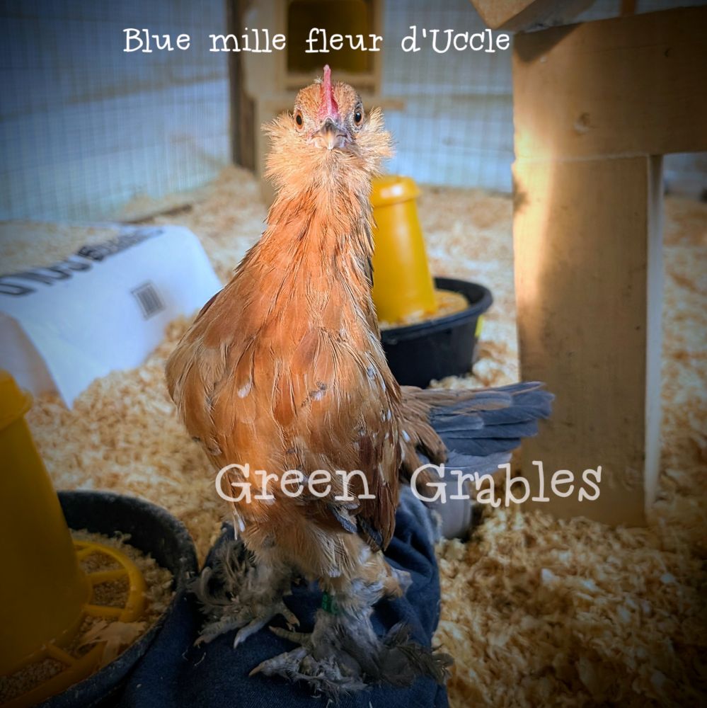 A little cockerel in the sunshine.