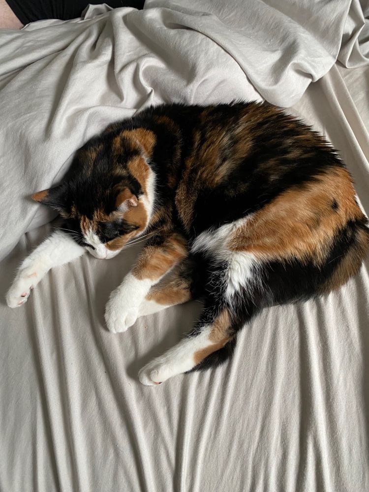 Sleeping calico cat. Very cute.