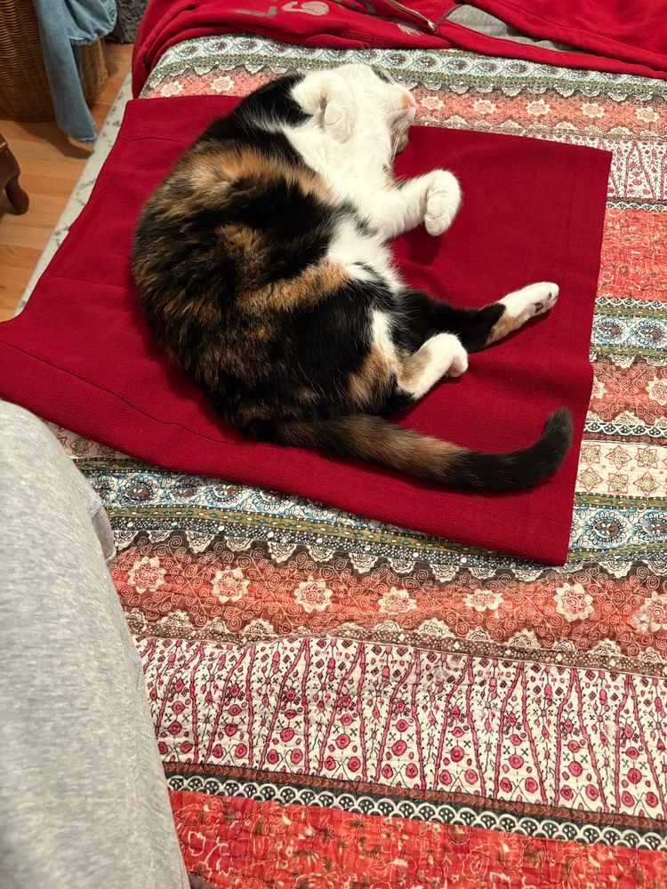 A calico cat sleeping on her back on top of a red pencil skirt laid out on a bed.