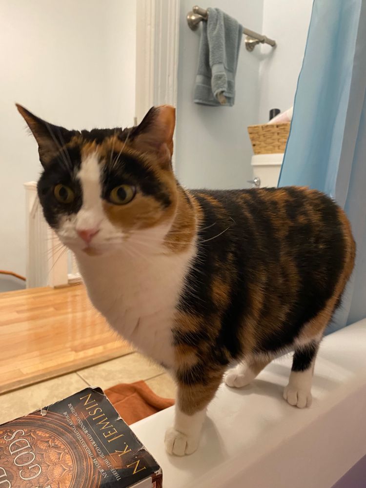 A calico cat standing on the edge of a bathtub looking concerned.