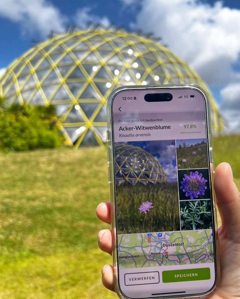 Ein Smartphone zeigt eine Pflanzenbestimmung der Acker-Witwenblume. Im Hintergrund ist das Kuppelgewächshaus zu sehen.
