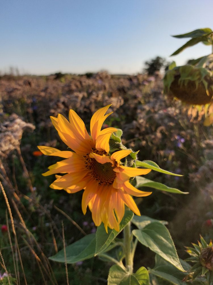 Foto einer Sonnenblume, die in einer Blumenwiese steht