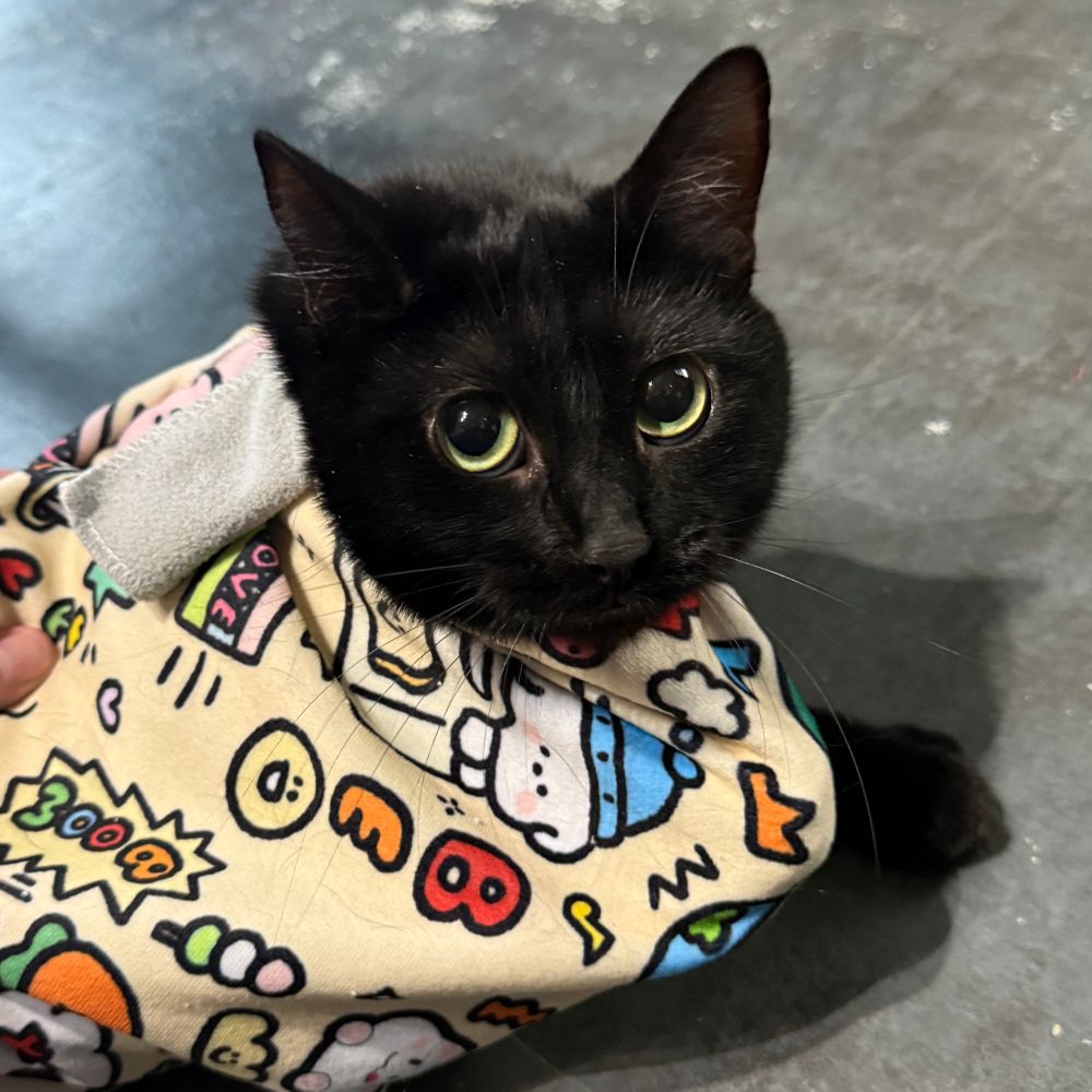 A black cat with yellow-green eyes is wrapped in a yellow blanket with colorful letters and cartoon drawings with one paw left free. She is glaring balefully at the person holding the camera. 