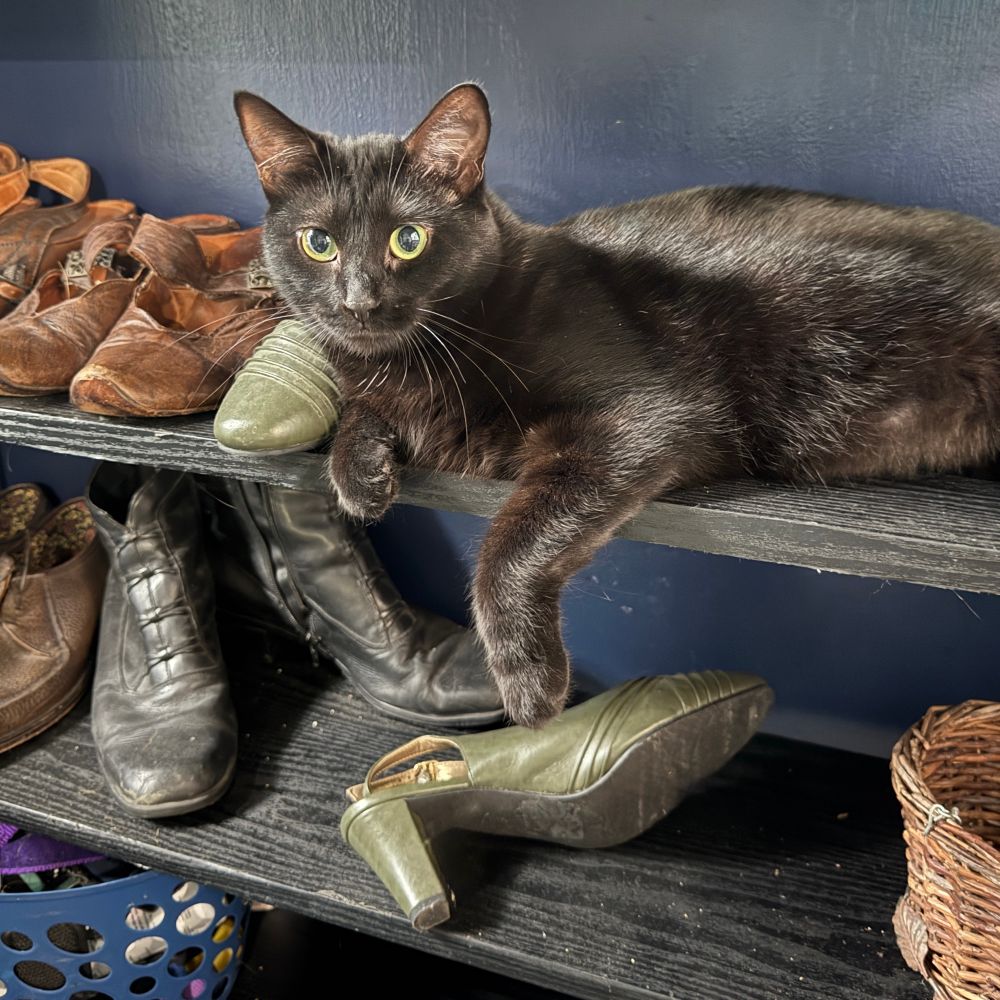 A black cat with very big yellow-green eyes is lounging on one shelf of a black shoe rack holding a number of pairs of shoes and boots. One pair of boots is distinctly out of place and one of the shoes from a pair of green high heels is on the wrong shelf. The cat is lounging next to the other shoe with one paw dangling off the edge of the shelf. 
