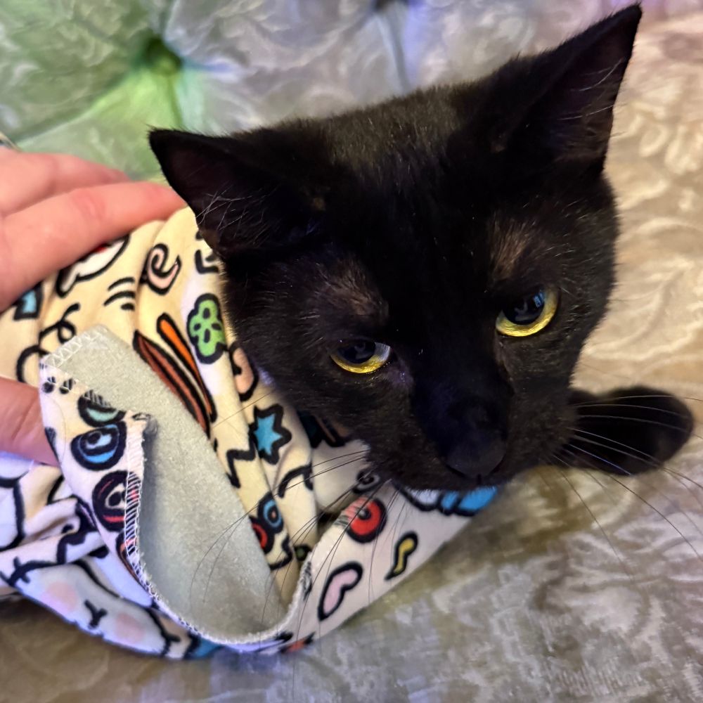A slightly smaller car with yellow-green eyes, wrapped in the same blanket with one paw left free. She is resigned to her fate. 