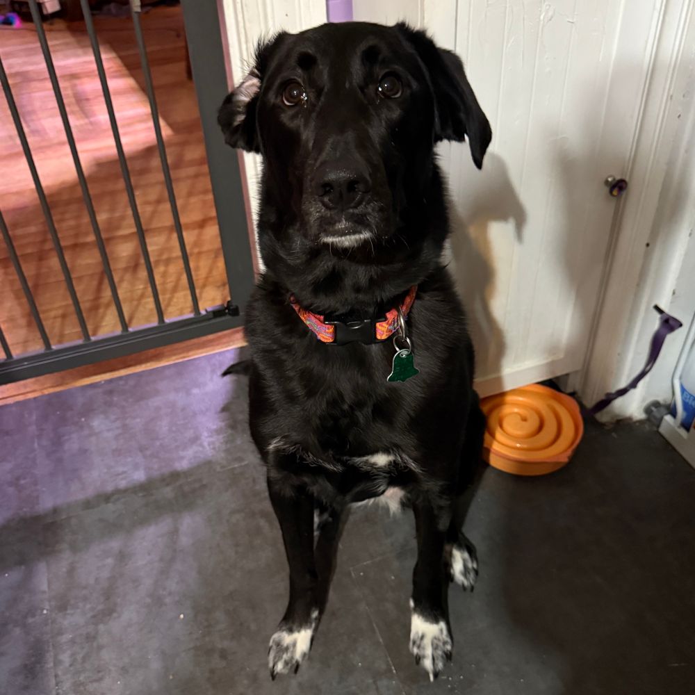 A black dog with white paws and a red collar, sitting in a corner next to a baby gate and a tall cabinet. An orange slow feeder bowl is upside down next to her butt. One ear is flipped inside out. 
