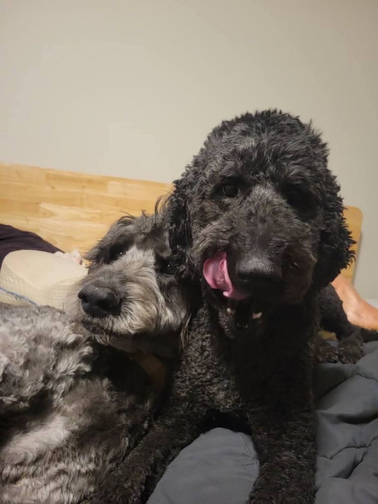 Two dogs, a black labradoodle and a gray shnauzer, mix snuggle on the floor. 