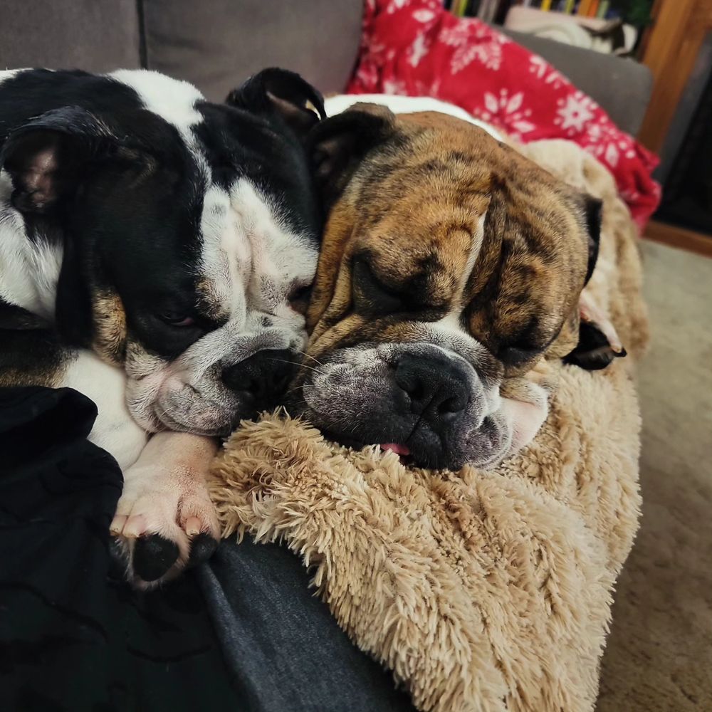 Two bulldogs snuggling together, faces side by side on a furry blanket. 
